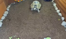 九游游戏-关于巴黎圣日耳曼以2比1战胜巴塞罗那，首回合取得领先优势的信息